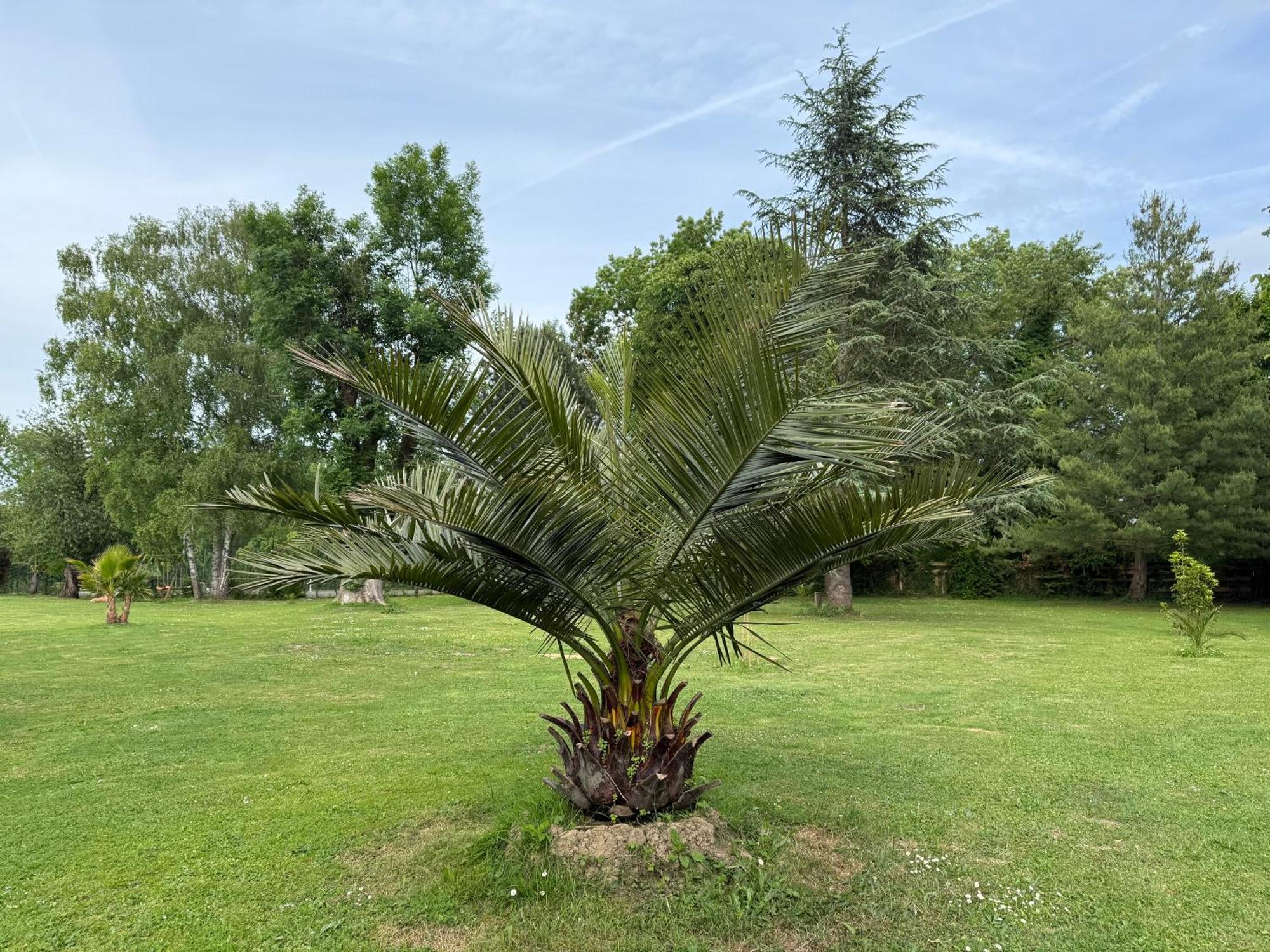 Appartement Familial Au Bord De La Marne, Jardin 8000M2, Piscine, Court De Tennis, Terrasse, Parking Gratuit Proche Disneyland Isles-lès-Villenoy Exteriör bild