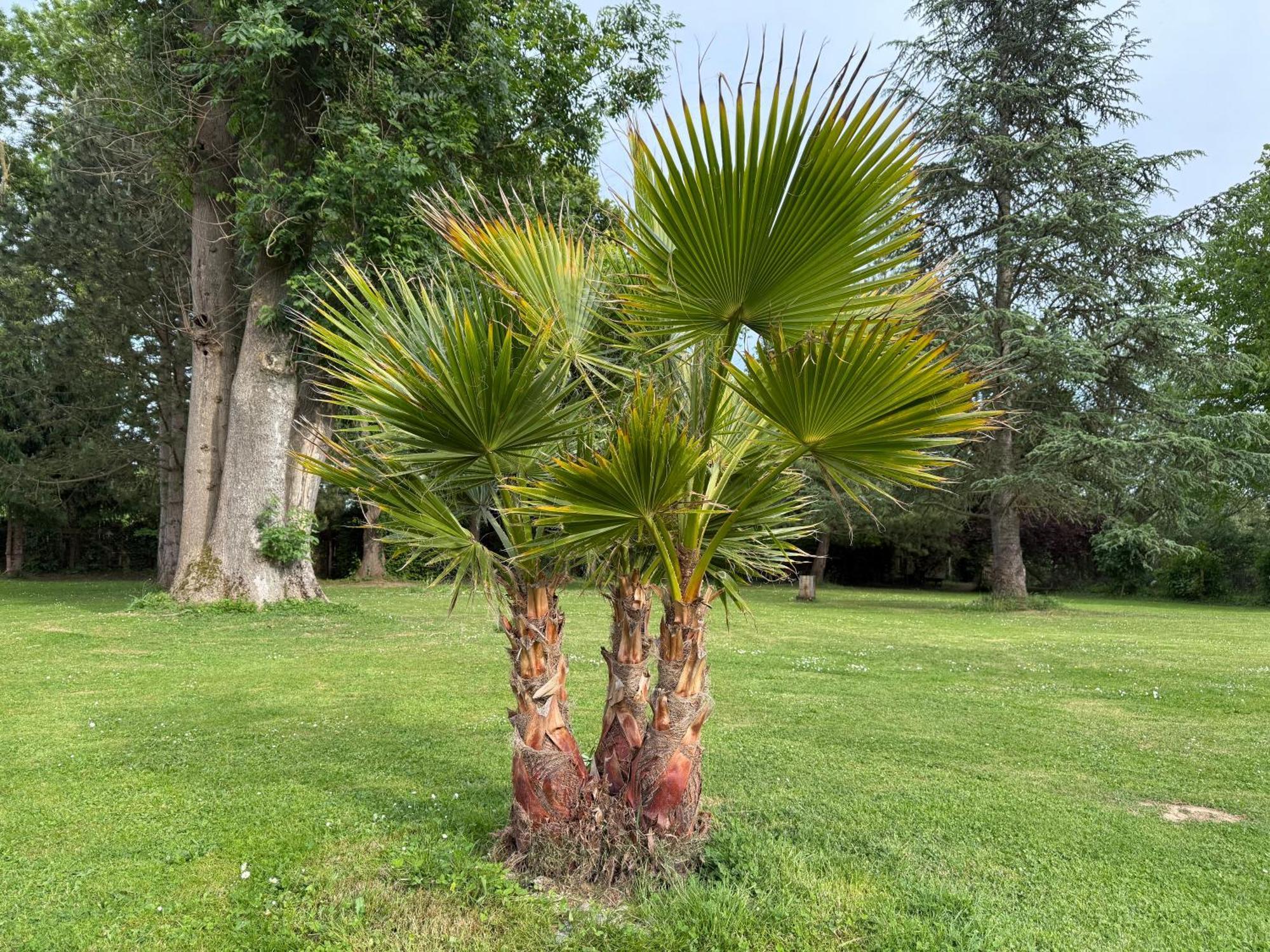 Appartement Familial Au Bord De La Marne, Jardin 8000M2, Piscine, Court De Tennis, Terrasse, Parking Gratuit Proche Disneyland Isles-lès-Villenoy Exteriör bild